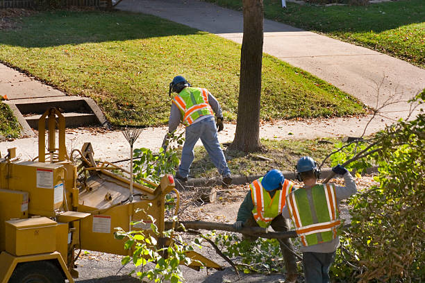 Best Tree Cabling and Bracing  in Foley, MN